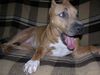 American Staffordshire Terrier Hund