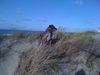 American Staffordshire Terrier Foto: apollo im urlaub belgien (ID 44149) American Staffordshire Terrier Hund