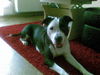 American Staffordshire Terrier Foto: Lausmädl (ID 45492) American Staffordshire Terrier Hund