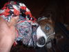 American Staffordshire Terrier Foto: tyson (ID 32017) American Staffordshire Terrier Hund