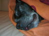 American Staffordshire Terrier Foto (ID 33405) American Staffordshire Terrier Hund