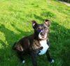 American Staffordshire Terrier Hund