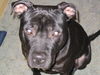 American Staffordshire Terrier Foto: NICO (ID 34672) American Staffordshire Terrier Hund