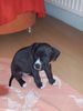 American Staffordshire Terrier Foto: Akira unsere kleine maus (ID 45053) American Staffordshire Terrier Hund