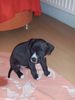 American Staffordshire Terrier Hund