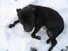 American Staffordshire Terrier Foto: NICO (ID 34674) American Staffordshire Terrier Hund