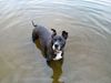 American Staffordshire Terrier Hund