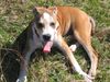 American Staffordshire Terrier Hund