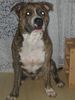 American Staffordshire Terrier Hund