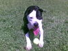 American Staffordshire Terrier Foto: Amy (ID 45491) American Staffordshire Terrier Hund