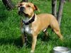 American Staffordshire Terrier Hund