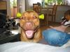 American Staffordshire Terrier Hund