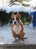 American Staffordshire Terrier Hund