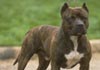 American Staffordshire Terrier Hund