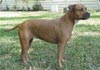 American Staffordshire Terrier Hund