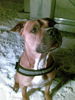 American Staffordshire Terrier Foto: Bandit (ID 43966) American Staffordshire Terrier Hund