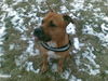 American Staffordshire Terrier Foto: Bandit (ID 43967) American Staffordshire Terrier Hund