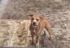 American Staffordshire Terrier Hund