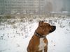 American Staffordshire Terrier Foto: Ich freue mich schon auf den Schnee (ID 34699) American Staffordshire Terrier Hund