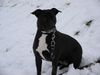 American Staffordshire Terrier Hund