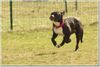 American Staffordshire Terrier Foto: Rennsemmel Akira (ID 45756) American Staffordshire Terrier Hund