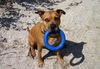American Staffordshire Terrier Foto: Lea (ID 46478) American Staffordshire Terrier Hund