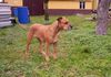 American Staffordshire Terrier Hund