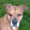 American Staffordshire Terrier Foto: Lea (ID 46482) American Staffordshire Terrier Hund