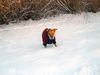 American Staffordshire Terrier Hund