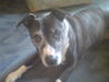 American Staffordshire Terrier Foto: karola 14 jahre (ID 46047) American Staffordshire Terrier Hund