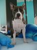 American Staffordshire Terrier Hund