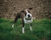 American Staffordshire Terrier Hund