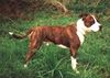 American Staffordshire Terrier Hund
