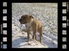 American Staffordshire Terrier Hund