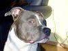 American Staffordshire Terrier Hund