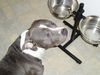 American Staffordshire Terrier Hund