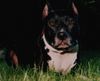 American Staffordshire Terrier Hund