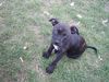 American Staffordshire Terrier Hund