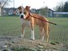 American Staffordshire Terrier Hund