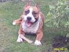 American Staffordshire Terrier Hund