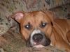 American Staffordshire Terrier Hund