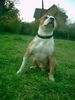 American Staffordshire Terrier Hund