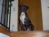 American Staffordshire Terrier Hund