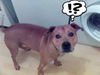 American Staffordshire Terrier Foto: Murphy (ID 29597) American Staffordshire Terrier Hund