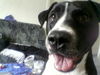 American Staffordshire Terrier Foto: was geht ab einmal porzer immer porzer (ID 31869) American Staffordshire Terrier Hund