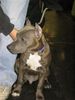 American Staffordshire Terrier Hund