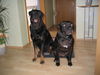 American Staffordshire Terrier Foto: NICO und Muffi (ID 34611) American Staffordshire Terrier Hund