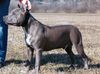 American Staffordshire Terrier Hund
