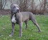 American Staffordshire Terrier Hund