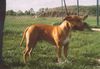 American Staffordshire Terrier Hund